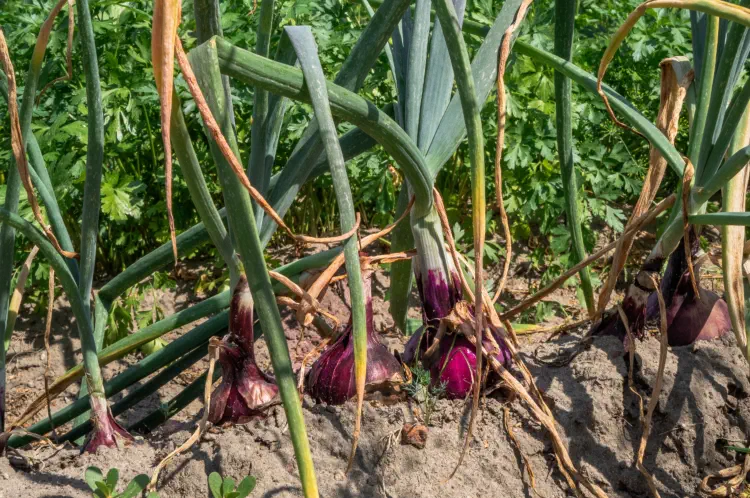 Top Varieties: Best Red Onions to Grow from Seed